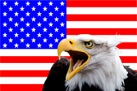 American Flag Eagle