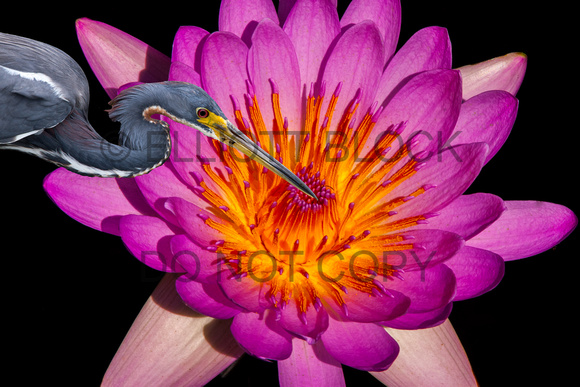 Heron Lily Fantasy